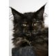 Marielouise, Maine Coon - Katze