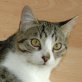 Marietto, verschmuster - Kater