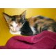 Marija, Glückskatze - Katze
