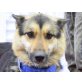 Marika, Schäferhund-Mix - Hündin