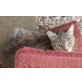Marilu, Marilu - Katze