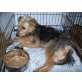 Marilyn, Liebe, freundlicher  Yorkie-Mix  Hündin - Hündin
