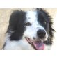 Marina, Border Collie Mix - Hündin