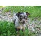 Marini, Chihuahua kurzhaariger Schlag Welpen - Hündin