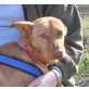 Marinno, Podenco Andaluz - Rüde
