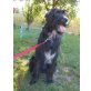 Maripili, Cockerspaniel-Schnauzer-Mischling - Hündin