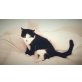Marissa, Hauskatze - Katze