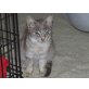 Mariuccia, Europäische Kurzhaarkatze - Katze