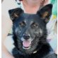 Marius, Border Collie Mix - Rüde