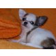 Marlene, Chihuahua langhaariger Schlag Welpen - Hündin
