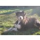 Marley, Australian Shepherd Dog - Rüde