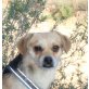Marley, Chihuahua Mix - Rüde