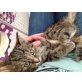 Marley, Europäische Kurzhaarkatze - Kater
