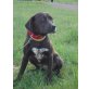 Marley, Labrador-Mix  - Rüde