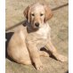 Marley, Labrador/ Retriever-Mix Welpen - Rüde