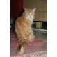 Marley, Maine Coon - Kater