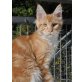 Marley, Maine Coon - Kater