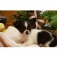 Marley Marilyn,Lucille,Lincolm, Chihuahua langhaariger Schlag - Hündin