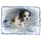 Marley, Shih Tzu - Hündin