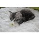 Marley, black silver cl.tabby white, Maine Coon - Kater