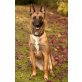 Marli, Malinois - Hündin