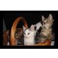 Marlies, KATZENKIND - Katze