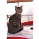 Marlin, Europäische Kurzhaarkatze - Kater