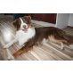 Marlo, Australian Shepherd Dog - Rüde