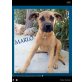 Marlo, Mastino Mix - Rüde