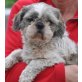 Marlon 3, Shi Tsu Rüde - Rüde