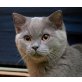Marlon, Britisch Kurzhaarkatze - Kater