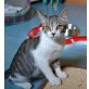 Marlow, Mischling - Kater
