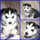Marlow, Siberian Husky Welpen - Rüde