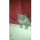 Marly, Britisch Kurzhaarkatze - Katze