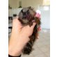 Marmoset Affen (Finger Affen), Steppenlemminge - weiblich