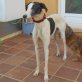 Marnie, Galgo Español - Hündin