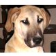 Marnie, Schäferhund-Mischling3 Welpen - Hündin