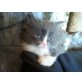Marnies D, Maine Coon - Katze