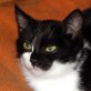 Maro, schwarz-weißer - Kater