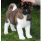 Marook Ravine Beam me UP, American Akitas Welpen - Hündin