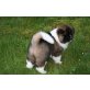 Marook Ravine Bob Marley, American Akitas - Rüde