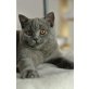 Marry, Britisch Kurzhaarkatze - Katze