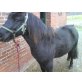 Mars, Shetland Pony - Wallach