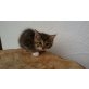 Marta, Perser / Hauskatze - Katze
