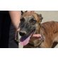 Marta, sanft, Galgo Español - Hündin