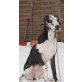 Martha, Deutsche Dogge - Hündin