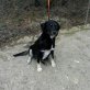 Martha, Mix - Hündin