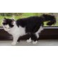 Marti, Main Coon - Kater