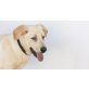 Martin, Labrador-Mix - Rüde