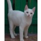 Martin,Marlin & Marlon wer hat uns lieb?   - Kater